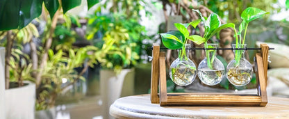 Tabletop Glass Planter – Propagation Station with Wooden Rack | Hydroponic Terrarium Vases for Home & Room Decor