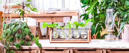 Tabletop Glass Planter – Propagation Station with Wooden Rack | Hydroponic Terrarium Vases for Home & Room Decor
